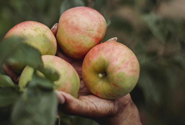 A hand holding ripe apples from a lush orchard, surrounded by vibrant green leaves.