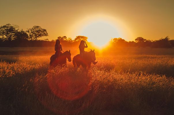 Two people riding horses in a golden field during sunrise, creating a silhouette effect.