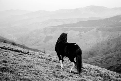 A solitary horse overlooks a vast, misty mountain range in black and white.