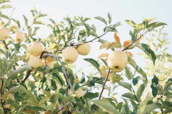 Fresh golden apples hanging on a sunlit tree branch in a vibrant orchard setting.